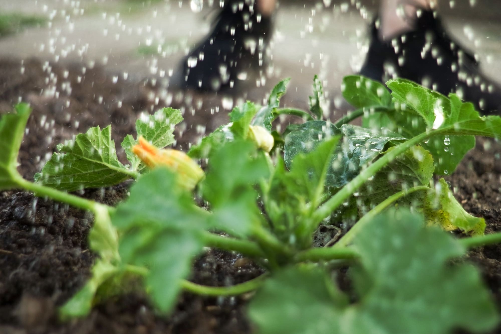 Young zucchini being watered. Sustainable, organic gardening.